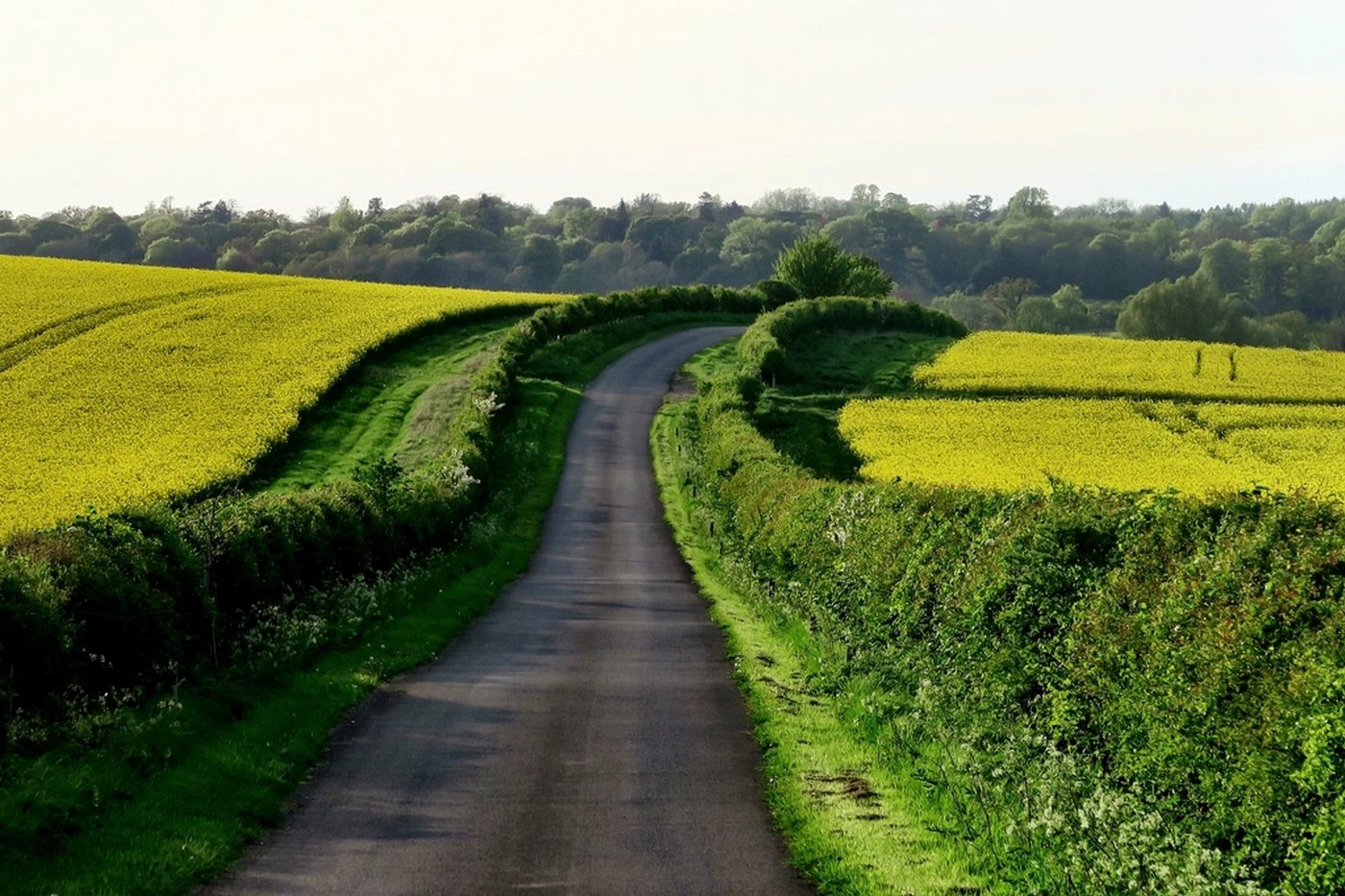 Estrada estreita de pista simples atravessando campos cultivados, com cercas vivas dos dois lados
